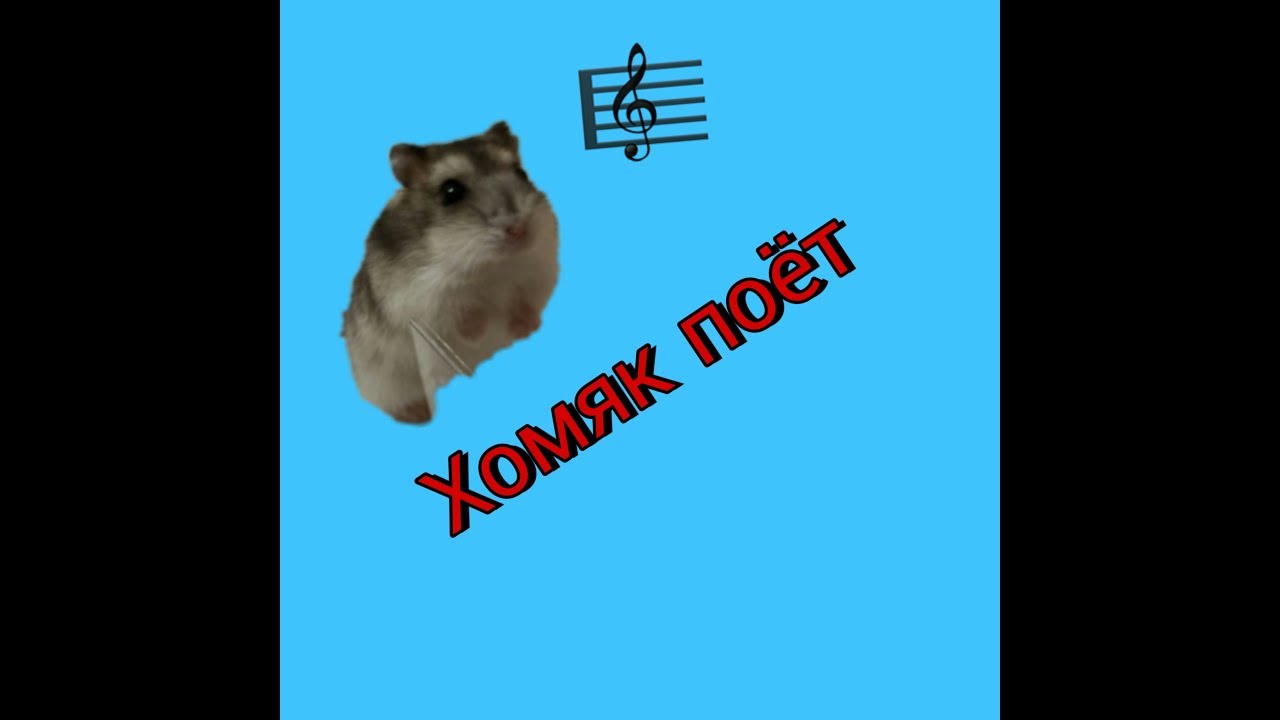 грустный хомяк песня.