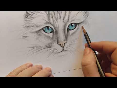 O processo de desenhar o retrato de um gato. desenho realista de um gato  com lápis de cor. local de trabalho do artista. artista no trabalho