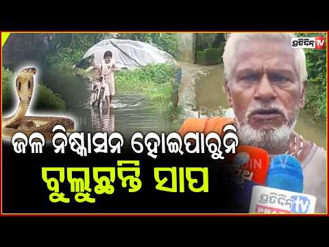 ସଂଗ୍ରାମପୁର ପଞ୍ଚାୟତରେ ଜଳ ନିଷ୍କାସନ ହୋଇପାରୁନି ଜଳ ,ବୁଲୁଛନ୍ତି ସାପ ଜଳବନ୍ଦୀରେ ଶତାଧିକ ପରିବାର !jagatsinghapur
