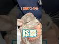 食事を食べず伸びる姿勢をする18歳のチンチラが動物病院にやってきた!