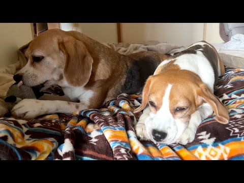おもちゃで遊ぶ順番待ちをする犬【ビーグル多頭飼い】