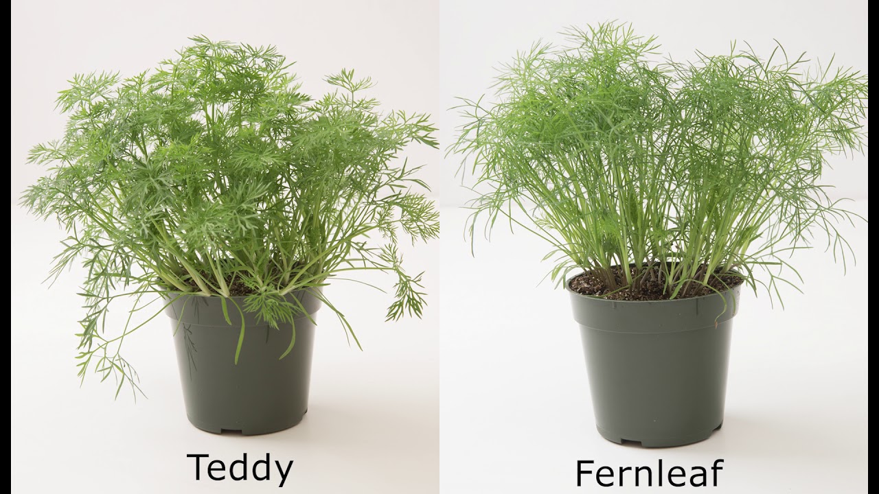 ‘Teddy’ Dill YouTube