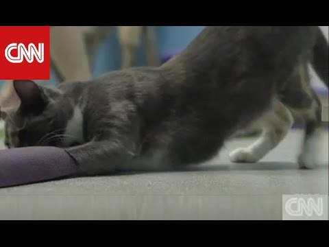 Thumb of Cat video