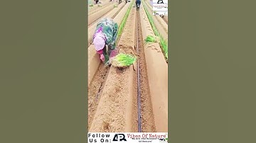 Planting Green 🌾🌾 Onions With Smart Tool On The Farm Satisfying video #agri #short #vibesofnature