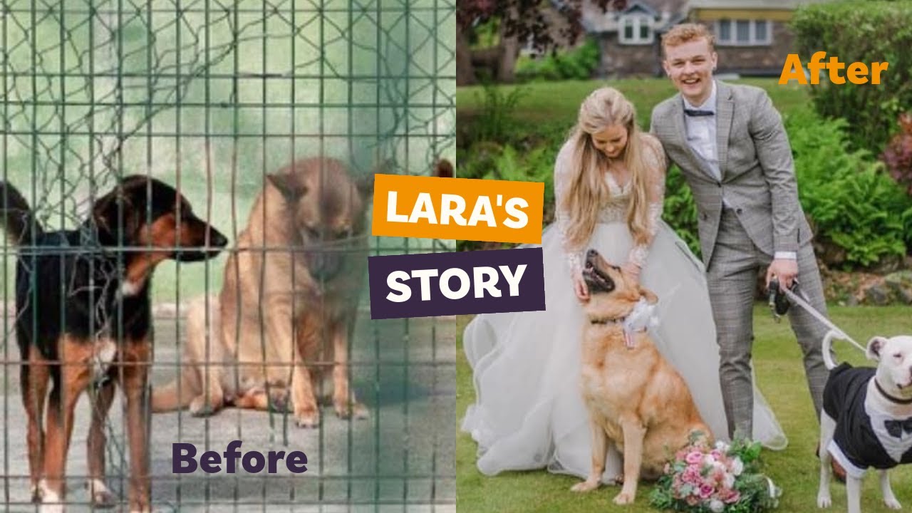 Lara's story | Play The Rescue Lottery by Dogs 4 Rescue