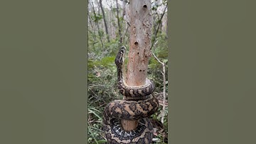 Carpet Python showing off its climbing skills #australia #snakevideo #python #snake #wildlife #qld