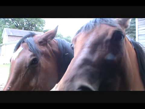 funny-horses