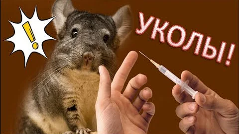 Уколы ШИНШИЛЛАМ. Стоит ли колоть шиншилл самостоятельно?