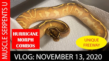 FAVORITE HURRICANE BALL PYTHON COMBOS! Nov 13, 2020