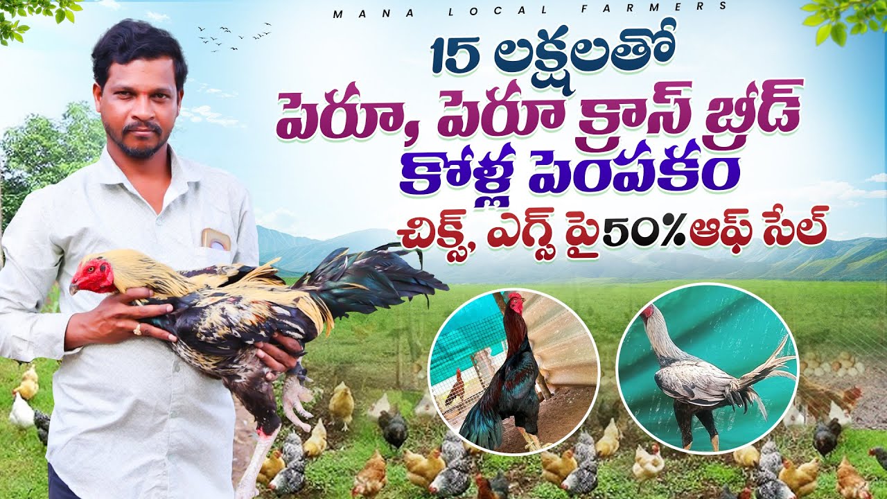 Peru breeding farm | అతి త‌క్కువ ధ‌ర‌కే పిల్ల‌లు, ఎగ్స్ అమ్మ‌కం 