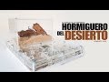 EL HORMIGUERO DEL DESIERTO - Limpieza, consejos, humor y acción -Hormigas Cataglyphis velox