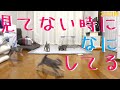 【保護猫】飼い主の見てないところで子猫はなにしてる？【生後36日】Kitten when not seen by its owner