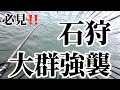 石狩で奴らが暴れまくる‼️
