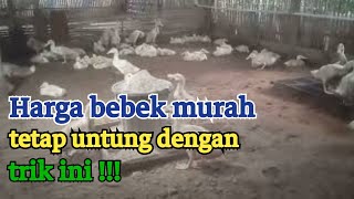 tips ternak bebek tetap untung di harga murah || bebek pedaging
