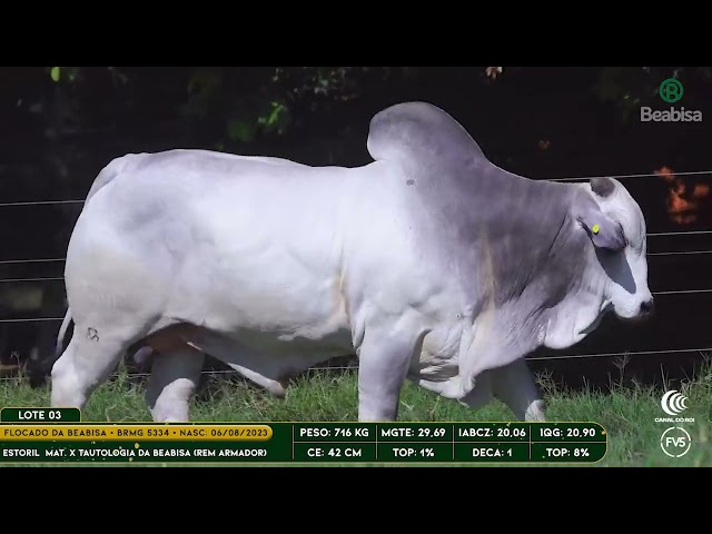 Lote 03   Leilão Genética Top Beabisa