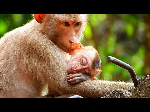 WOW! adorable pigtail monkeys sleeping, sister hugs brother nicely and gently