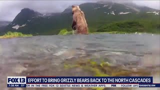 Effort to bring grizzly bears back to Cascades