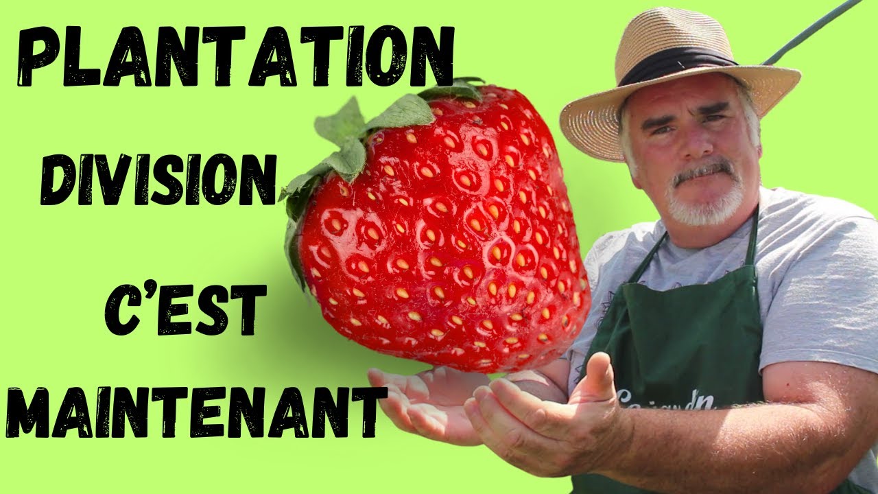 L'automne est le moment propice pour la division et la plantation des fraisiers.