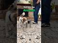 How to Teach Your Dog to Go Around Any Object #dogtraining #puppytraining #dogtricks #dogcoach