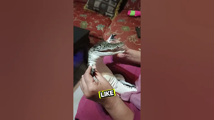You Won't Believe How Cute This Baby Alligator Is! #viral #shorts