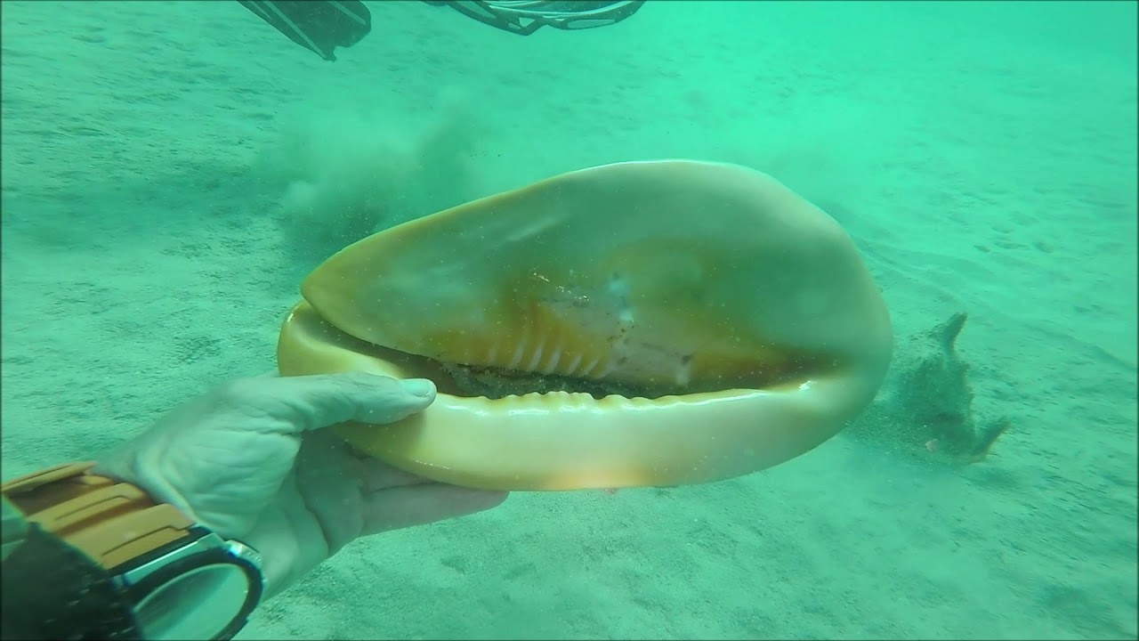 Mayotte - Oasis - Casque Cornu (Cassis Cornuta)