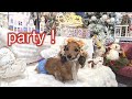 【年末のご挨拶】Christmas party/定期検診/締めくくり【カニンヘンダックスえびすの日常】