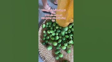 trâu cổ rừng #0399698162