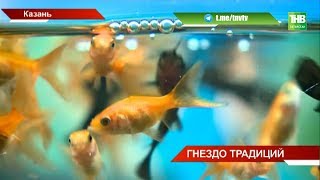 Птичий рынок в Казани может закрыться - ТНВ Птичий рынок в Казани может закрыться - ТНВ