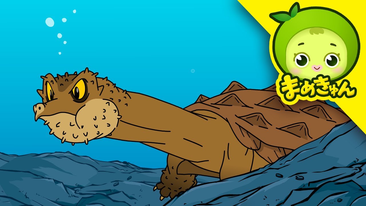 ワニガメ vs ケヅメリクガメ | 動物バトル | まめきゅん MAMEKYUNN