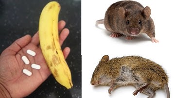 JUST 5 MINUTE || How To Get Rid of Mouse Rats, Permanently In a Natural Way | JUST 5 MINUTES