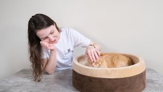 The 5 Most Common Cat Sleep Positions & What They Mean