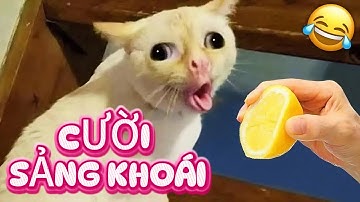 Cười Sảng Khoái Cùng Những khoảnh khắc hài hước nhất của mèo và chó năm 2025