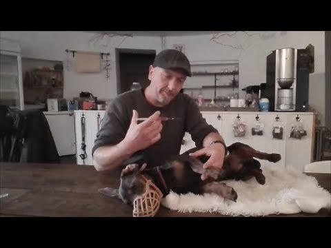 Video: Cardiff's Kankerverhaal, Deel 4 - Zal Mijn Hond Eten Tijdens Zijn Chemotherapiebehandeling?