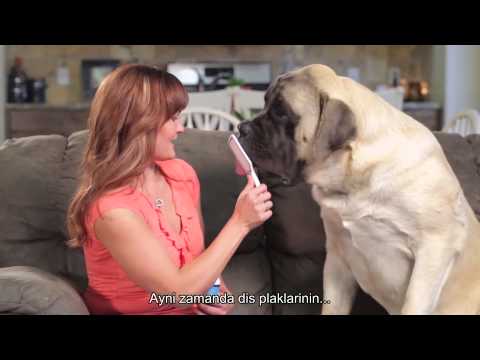 Video: Köpeğinizin Diş ətləri: Baxılması Lazım Olan Problemlər