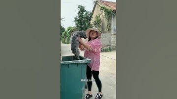 A Small Dog Thrown Into A Dustbin😢 #shorts #emotional #dog