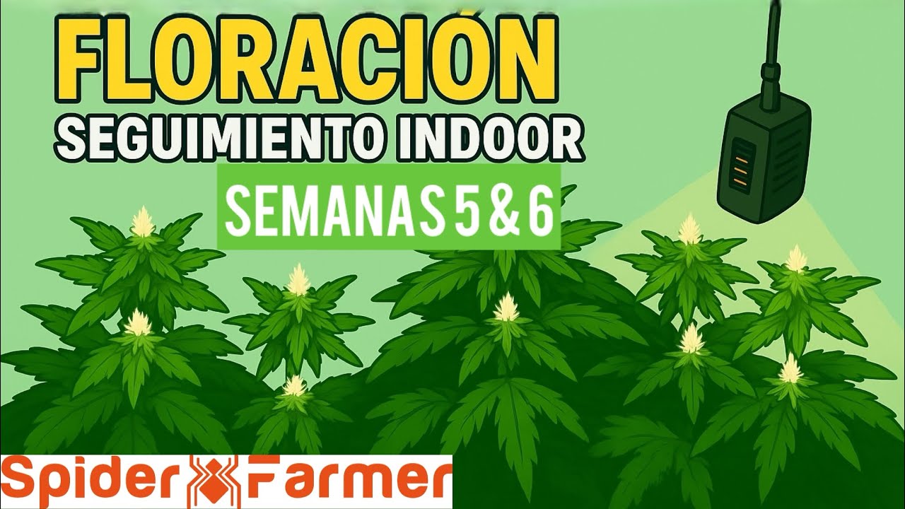 Capitulo 4 Floracion indoor | Spider Farmer Ggs ac5