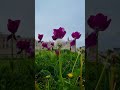  castle picture  phototography nature flowers paris foryou tiktok tendance viral shorts