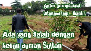 Kunjungan Pak Agus widodo setelah satu bulan tanam dikebun durian Sultan Jepara
