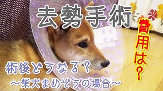 ベストコレクション まめ蔵 犬 まめ蔵 犬 Okepictgrpc