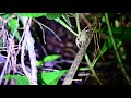 Bolivian Wandering Spider - Just Being Creepy