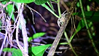 Bolivian Wandering Spider - Just Being Creepy