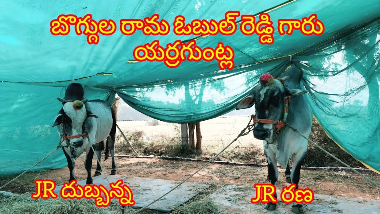 నెల్లూరు జిల్లా చాకలకొండ గ్రామంలో రాష్ట్రస్థాయి సేద్యపు ఎద్దుల విభాగంలో 4వ జత