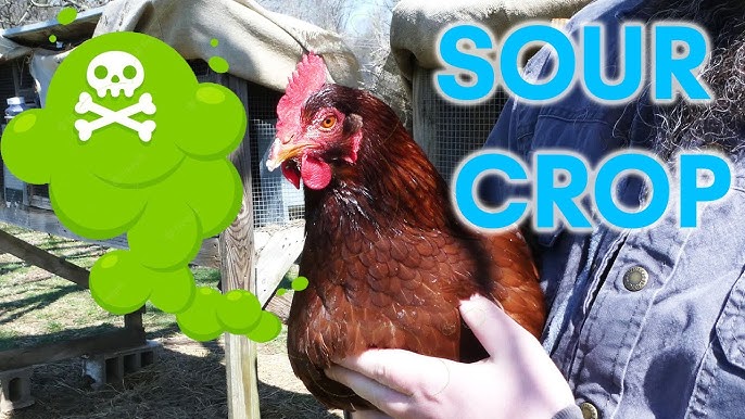 How to Put the Tie-on Birdy Bra Crop Bra on Your Chicken 