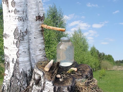 Sok od breze, Birch juice. Kako se dobija
