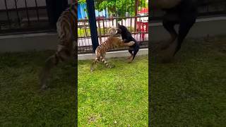 Rottweiler Dog Vs Tiger  Play Fight  #shorts #shortsyoutube #dog #fight #tiger #rottweiler #viral