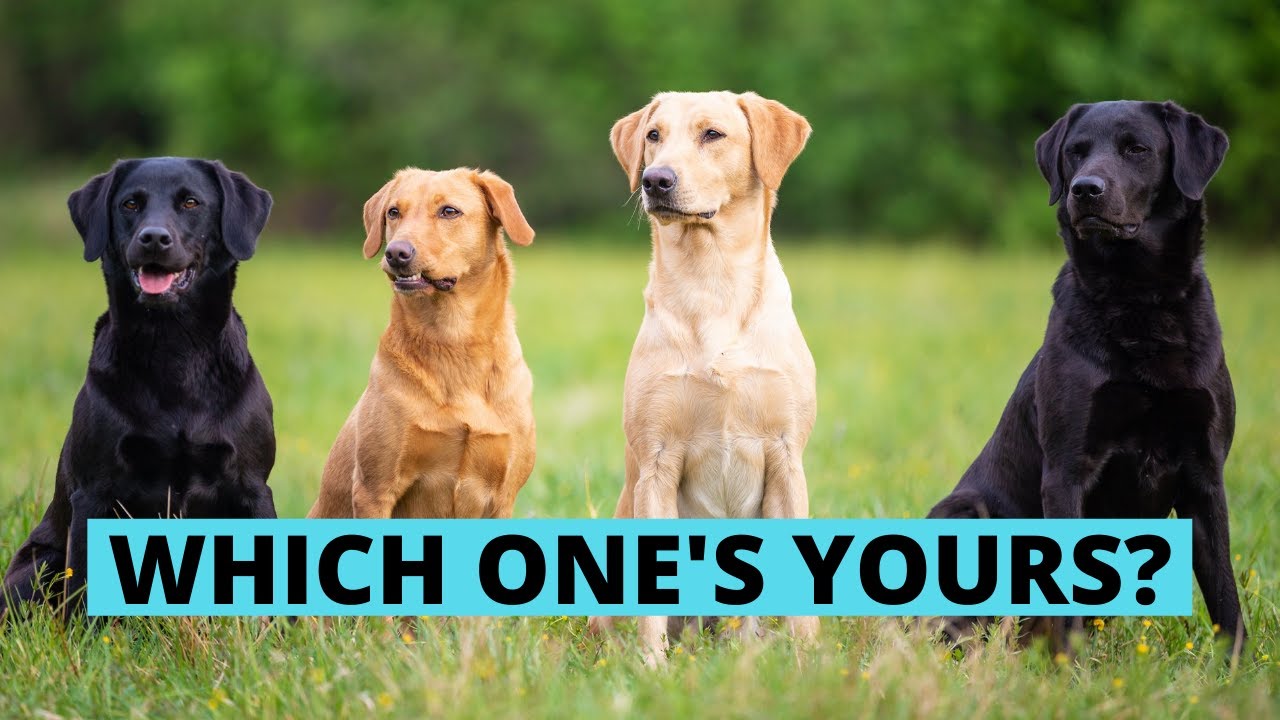 Different Types Of Labradors And How To Identify Them