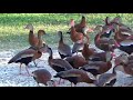 Fulvous Duck in flock of whistling ducks