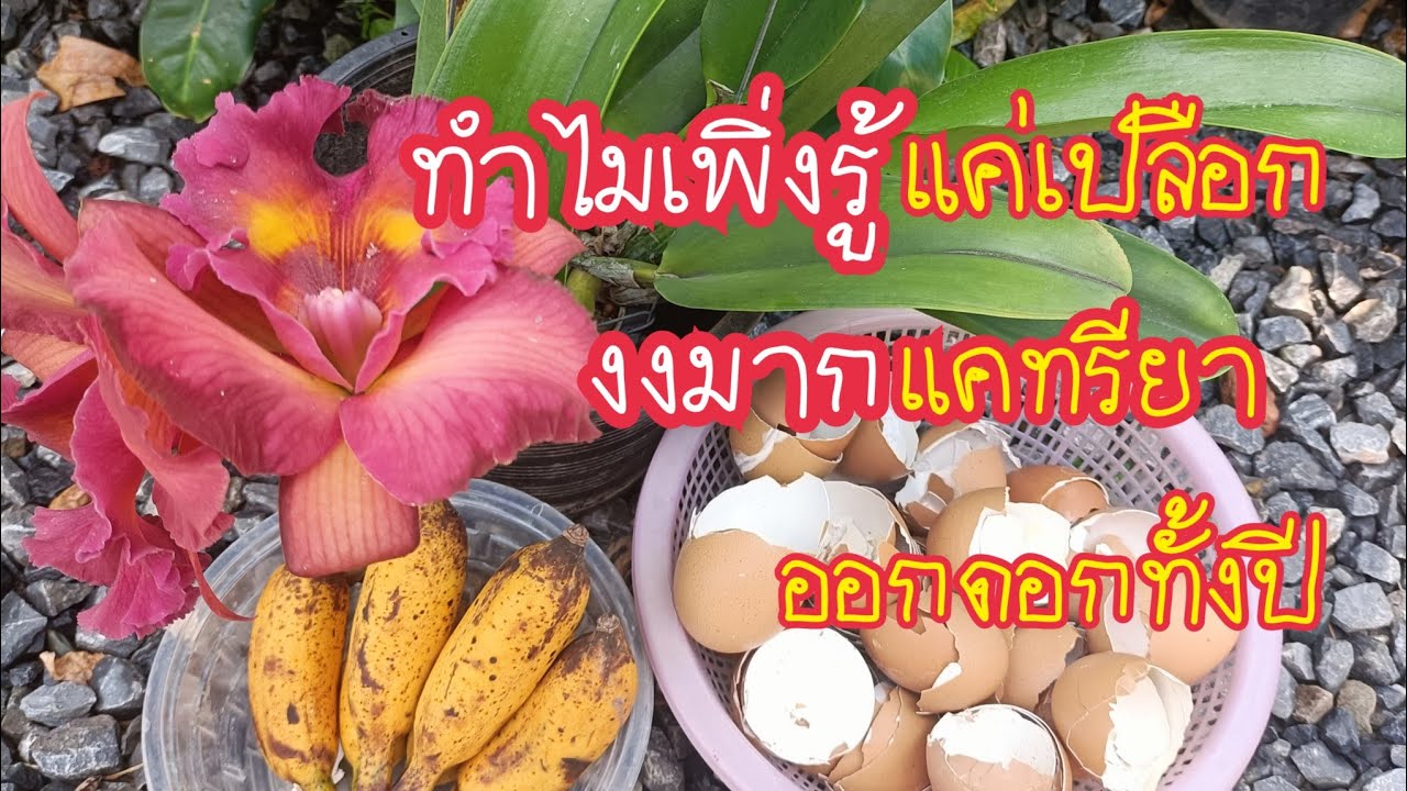 ห้ามโยนทิ้งเด็ดขาด! 2 เปลือกคุ้มมาก ไม้ดอกไม้ผล กล้วยไม้แคทรียางามออกดอกทั้งปี ทำง่ายสาคู Channel