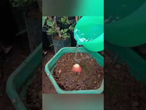 Video: Tumbuhan Dengan Daun Merah Jambu - Cara Menanam 5 Tumbuhan Dedaunan Merah Jambu Luar Biasa