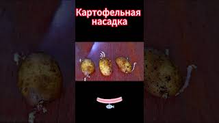 Картофельная насадка для леща, плотвы